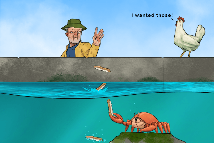 The bread crusts were stale so I threw them in the ocean (crustacean); but the crabs loved them